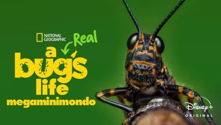 A Real Bug's Life - Megaminimondo