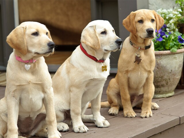 マーリー2 世界一おバカな犬のはじまりの物語 | 20th Century