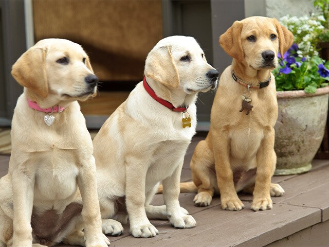 マーリー2 世界一おバカな犬のはじまりの物語 th Century Studios Jp