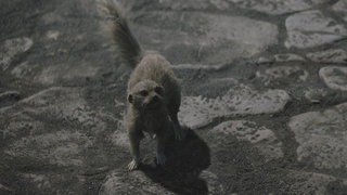 lava meerkat