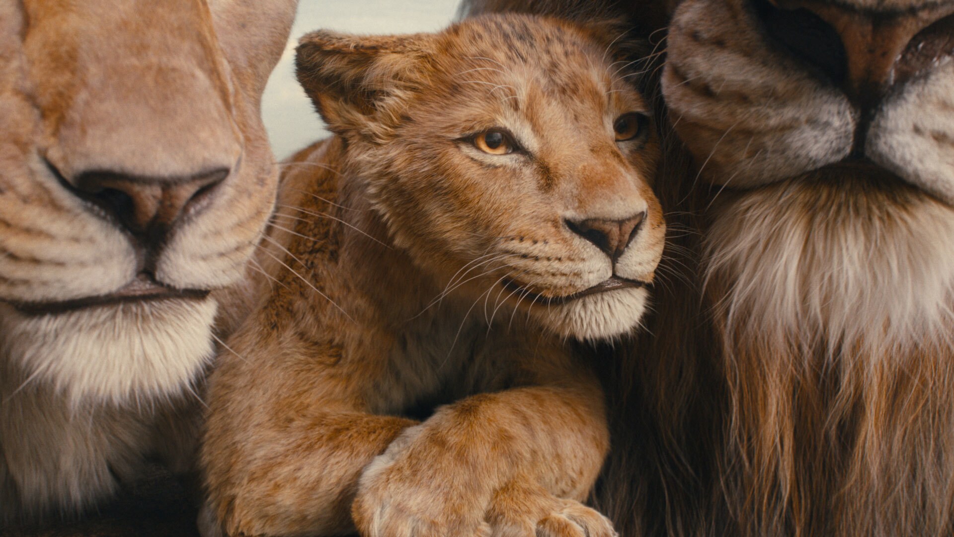 Disney’s MUFASA: THE LION KING. Photo courtesy of Disney. © 2024 Disney Enterprises Inc. All Rights Reserved.