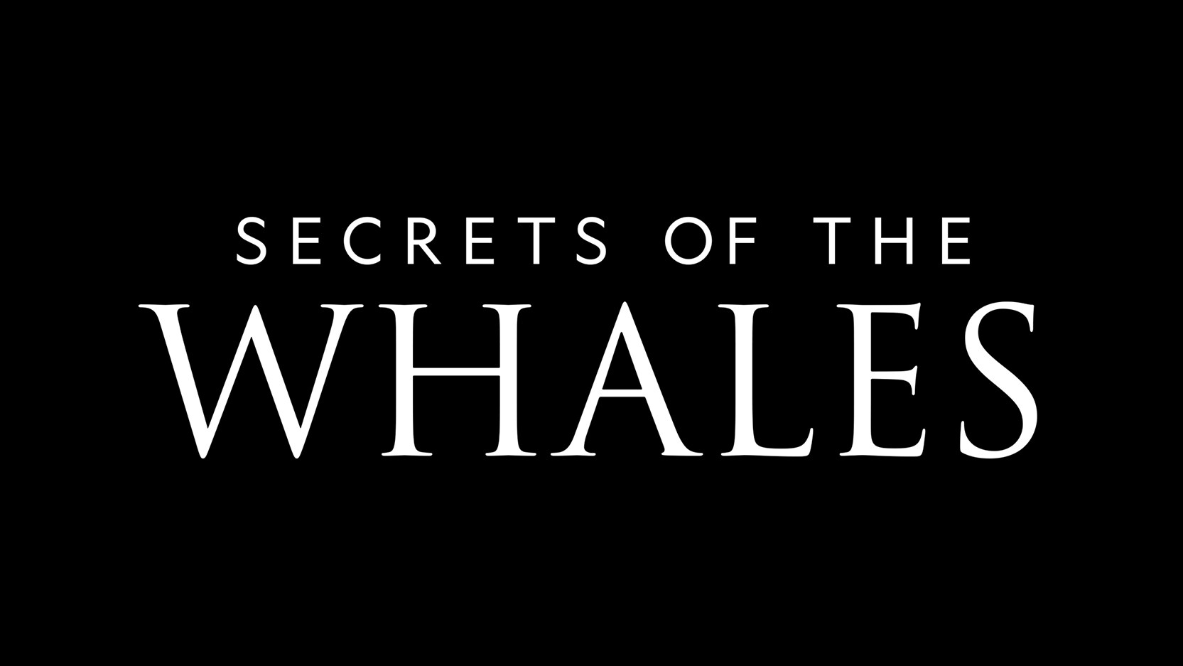 FOR THE FIRST TIME, A SPERM WHALE CALF IS RECORDED NURSING IN NEW CLIP FROM THE DISNEY+ ORIGINAL SERIES “SECRETS OF THE WHALES” 