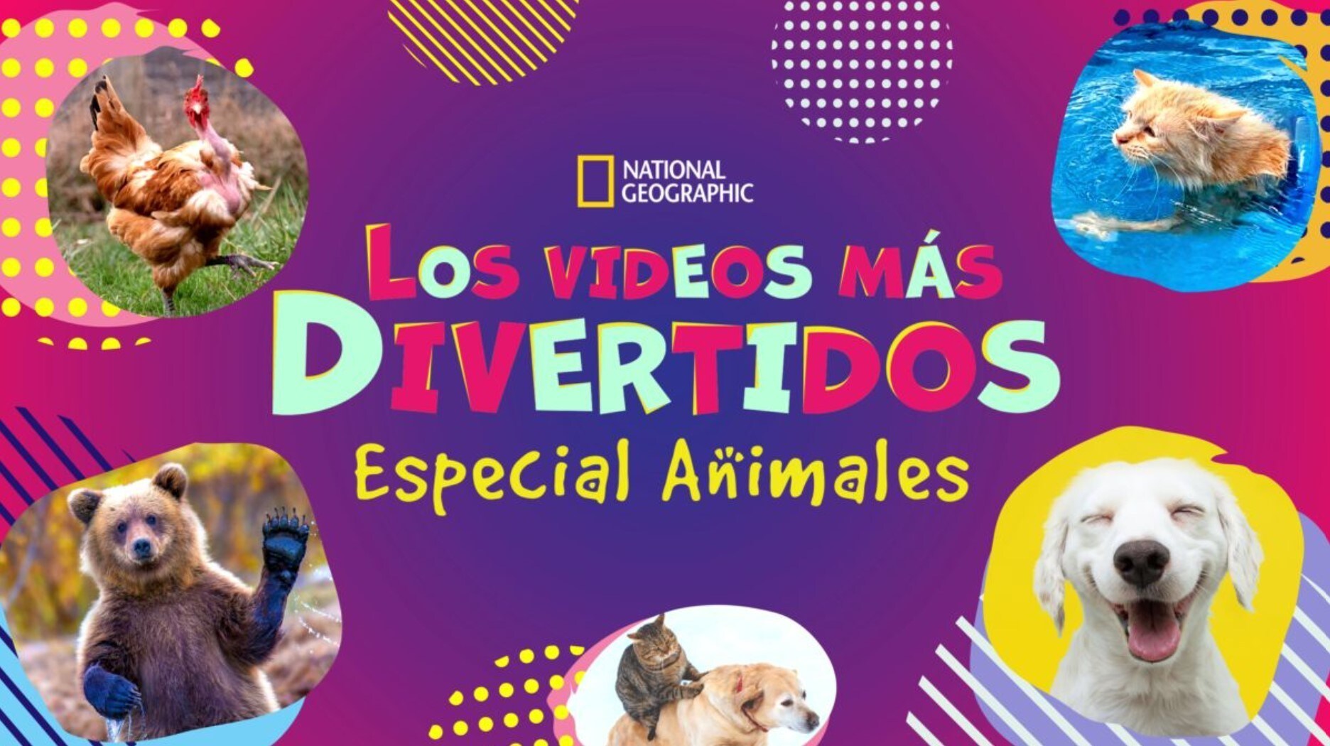Los videos más divertidos: Especial Animales