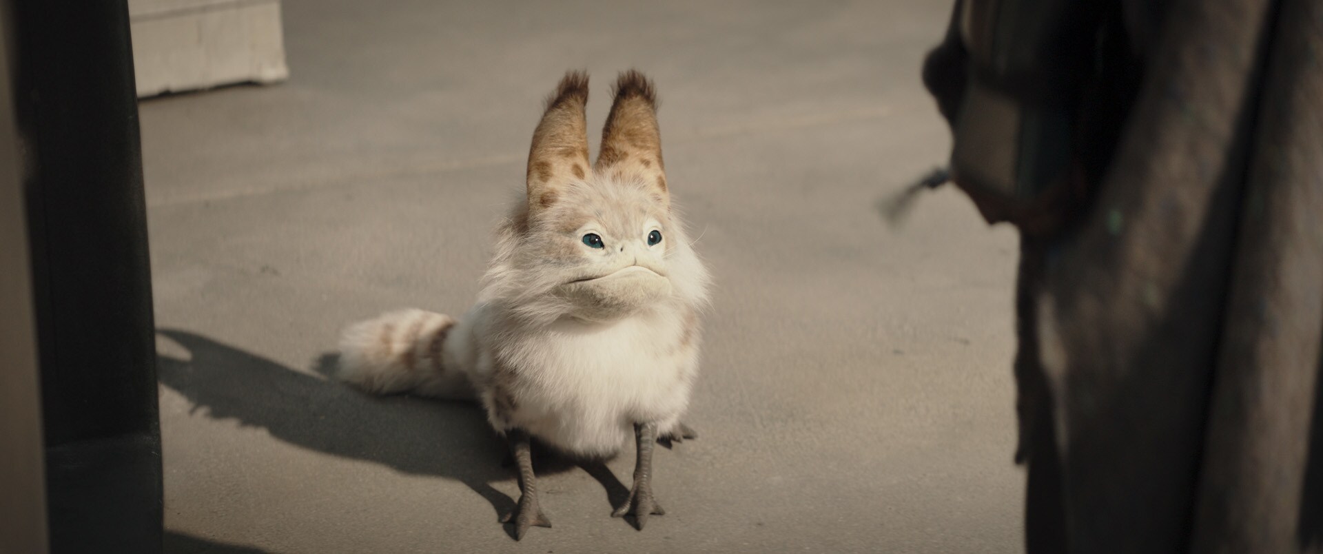 Loth-cat