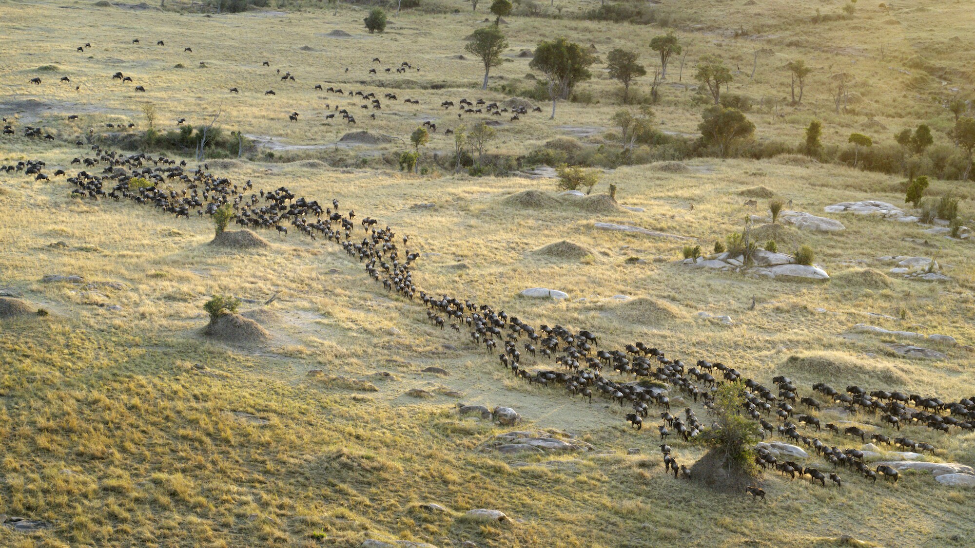 Migrating Wildebeest in the Serengeti National Park, Tanzania.  (National Geographic for Disney+)