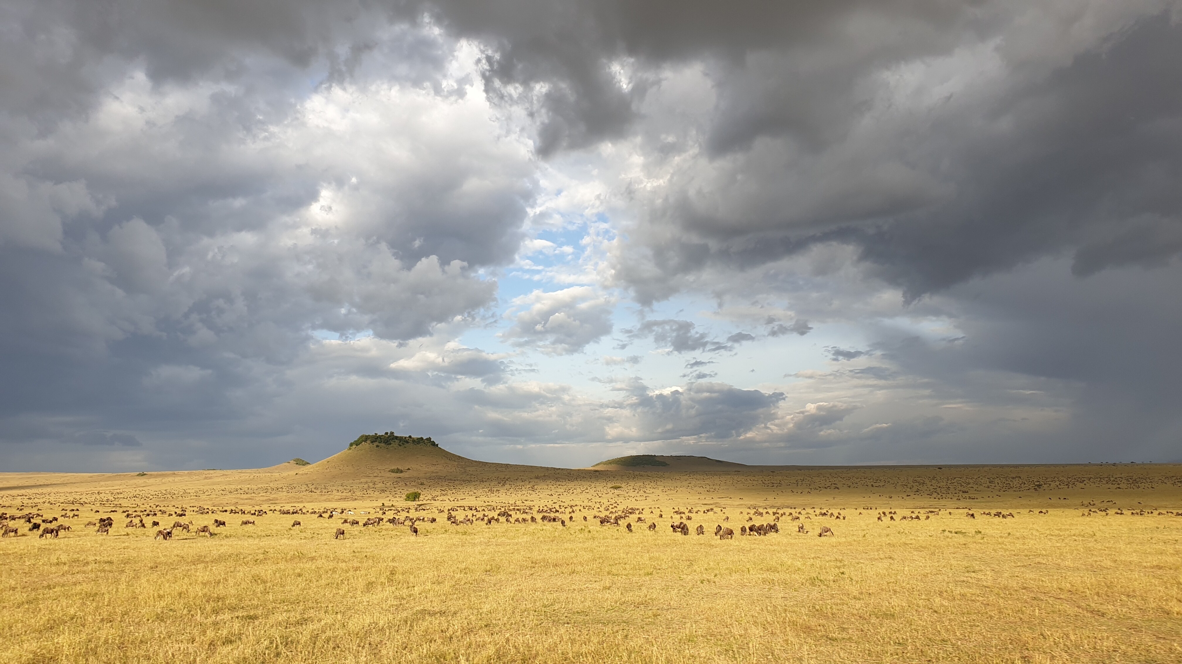 Wildebeest stretch for as far as the eye can see on the Lamai Wedge in the Serengeti.  (National Geographic/Struan Kane)