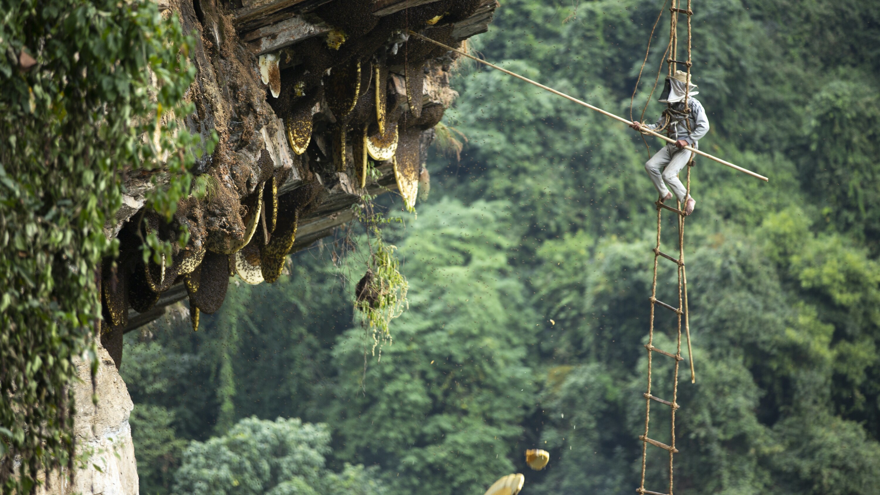 The first hive of honey falls to the ground as Honey Hunter, Lal Prasad Jaisi, deftly reaches beneath the overhang with his specially designed tools. (National Geographic/Bhim Thapa)