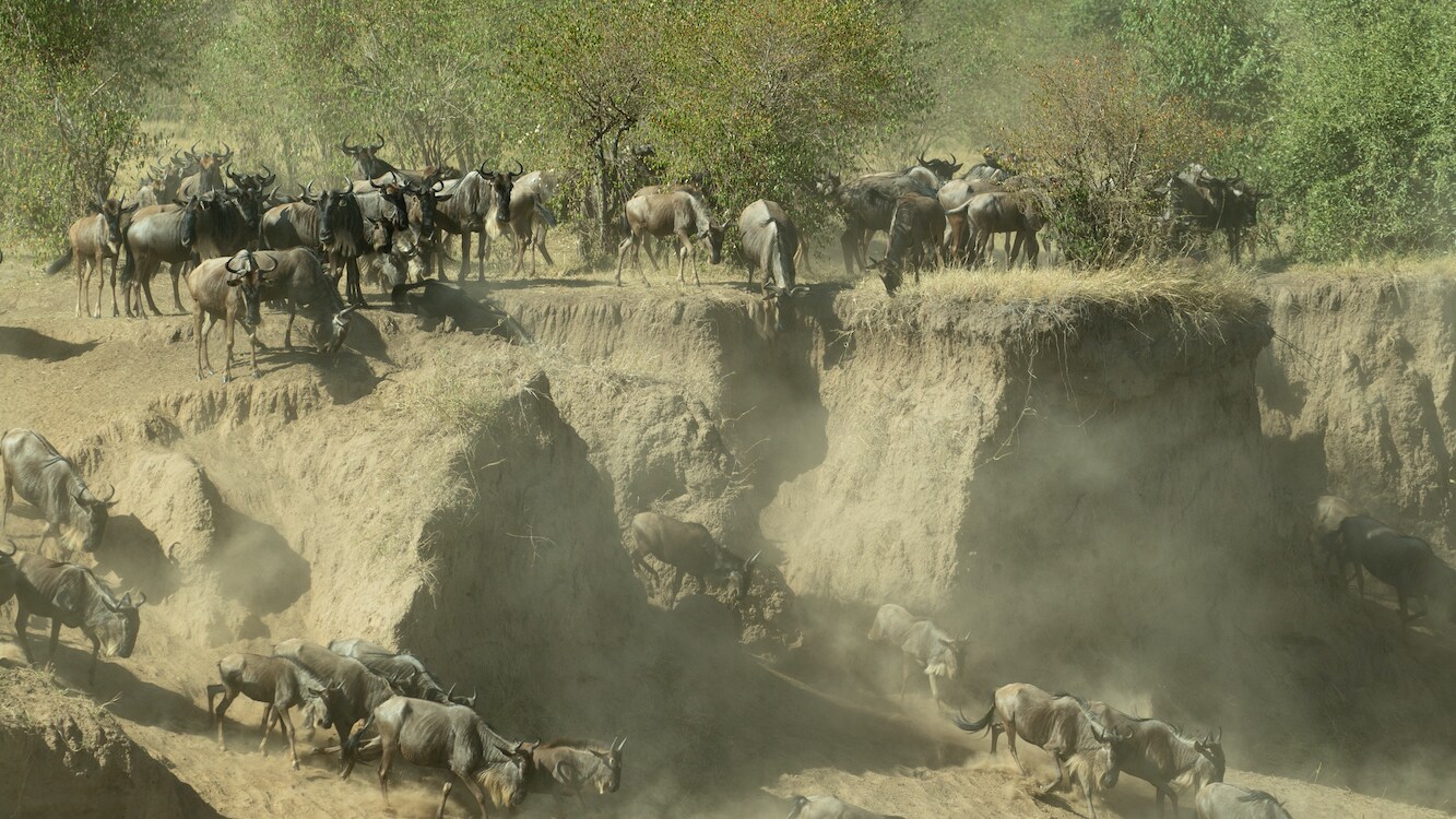 Migrations in the Serengeti.  (National Geographic for Disney+/Kyle Christy)