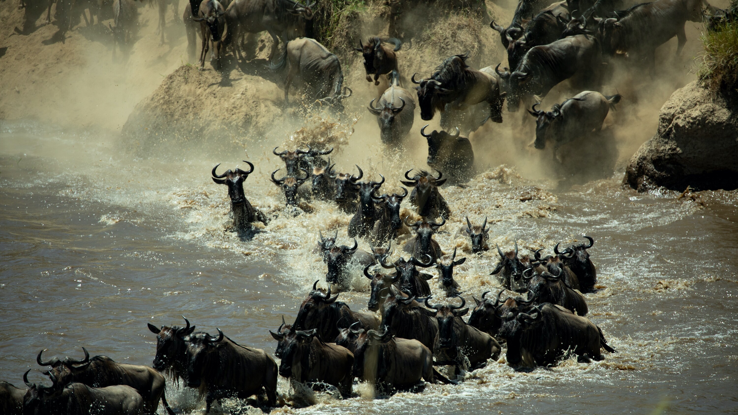 Migrations in the Serengeti.  (National Geographic for Disney+/Kyle Christy)