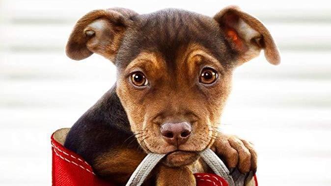 Conheça 'A Caminho de Casa', o emocionante filme de cachorro com Bryce Dallas Howard