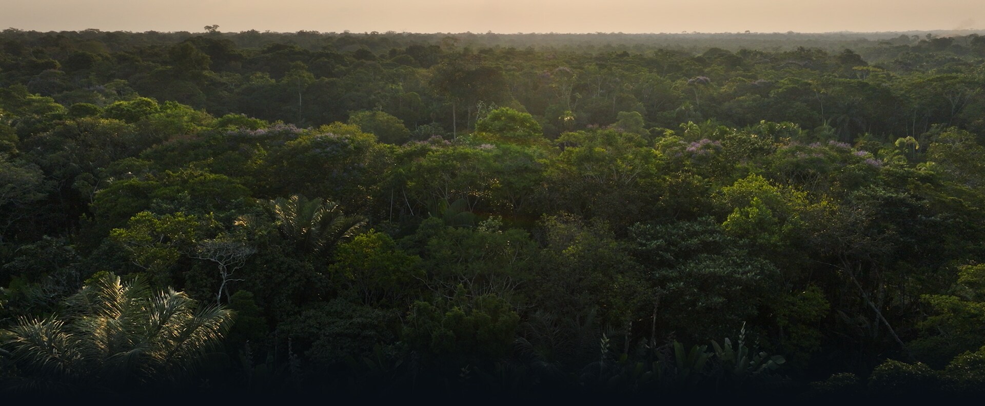 Lost in the Jungle - Hero - Film Page (No Gradient)