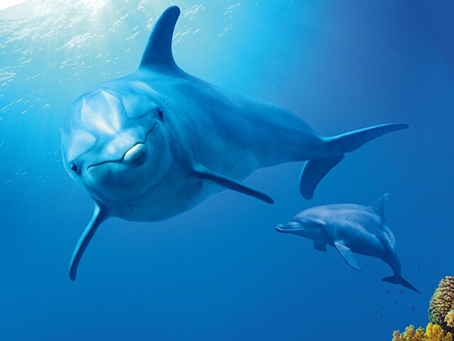 Arrecife de Delfines