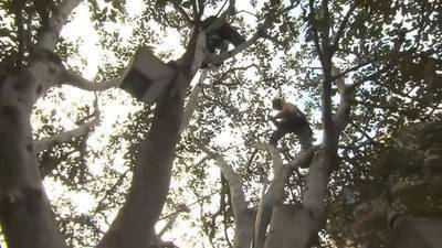 Every Role a Starring Role: Arborist