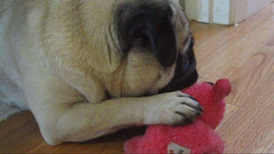 Cute Pug Won't Share His Toy