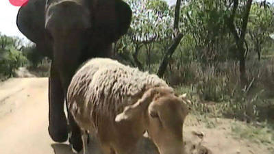 Sheep Mothers Elephant