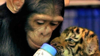 Chimpanzee Bottle Feeds Tiger Cubs