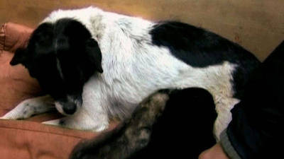 Dog Adopts Panther And Wolf Cubs