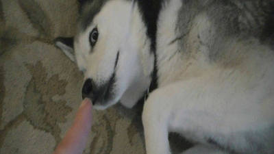Husky Eats a Cookie, Guilt Follows..
