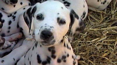 Dalmatian Has 16 Puppies! 