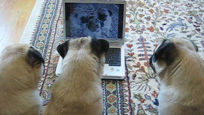 Pugs Watch Video of Themselves