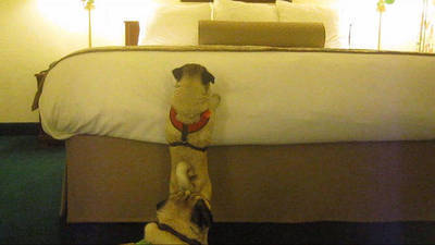Tall Bed, Little Pug