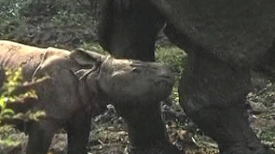 Newborn One-Horned Rhino Calf