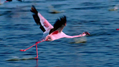 Disneynature: The Crimson Wing-Mystery of the Flamingos