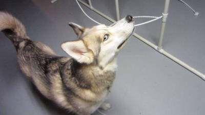 Agile Husky Learning to Weave