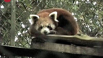 disney red panda