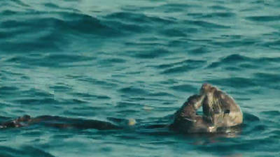 Otters - Disneynature: Oceans