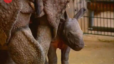 Cute Baby Rhino Disney Video