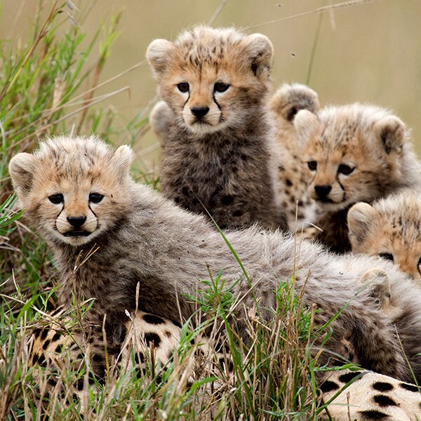 Sita's Cubs