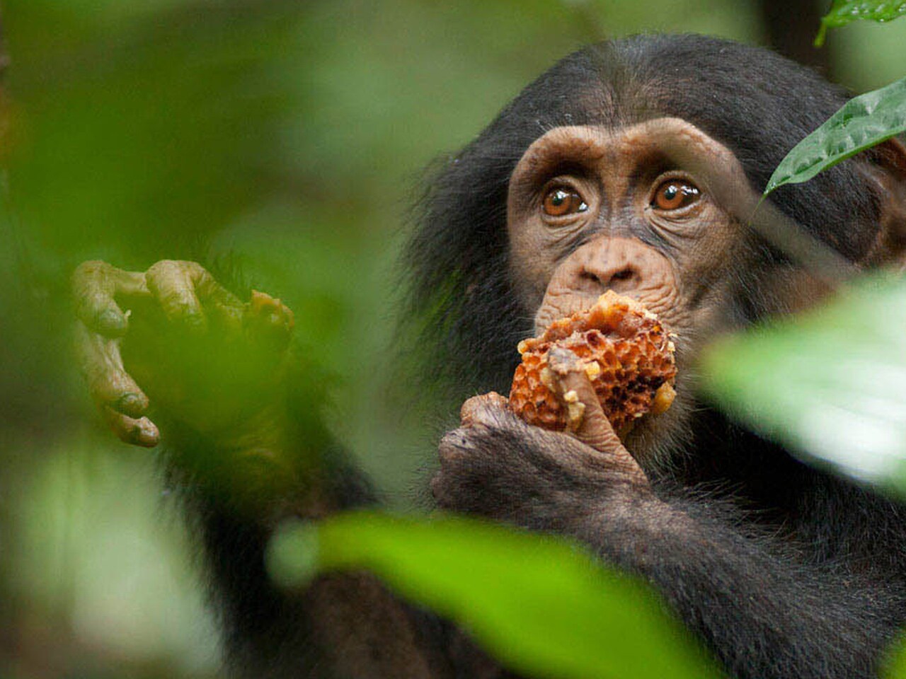 the 3rd chimpanzee the 3rd chimpanzee