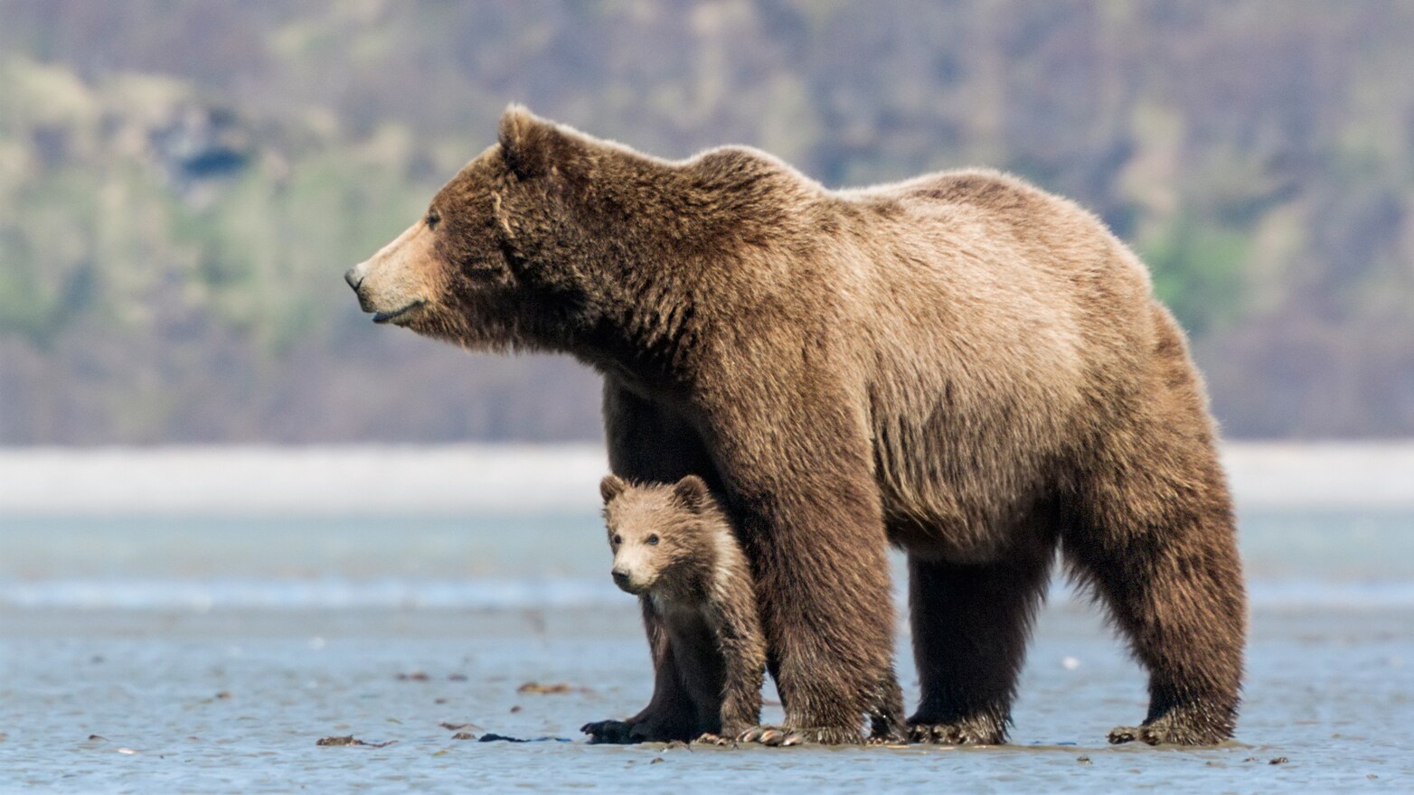 Never push a slower friend down if you come across a bear, park