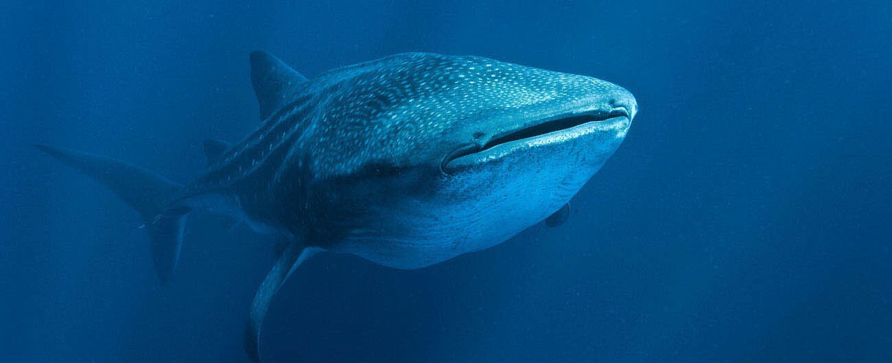 A whale shark’s spots catch the light above the water.