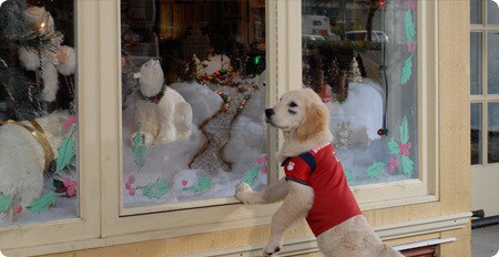 Budderball does a little window shopping.