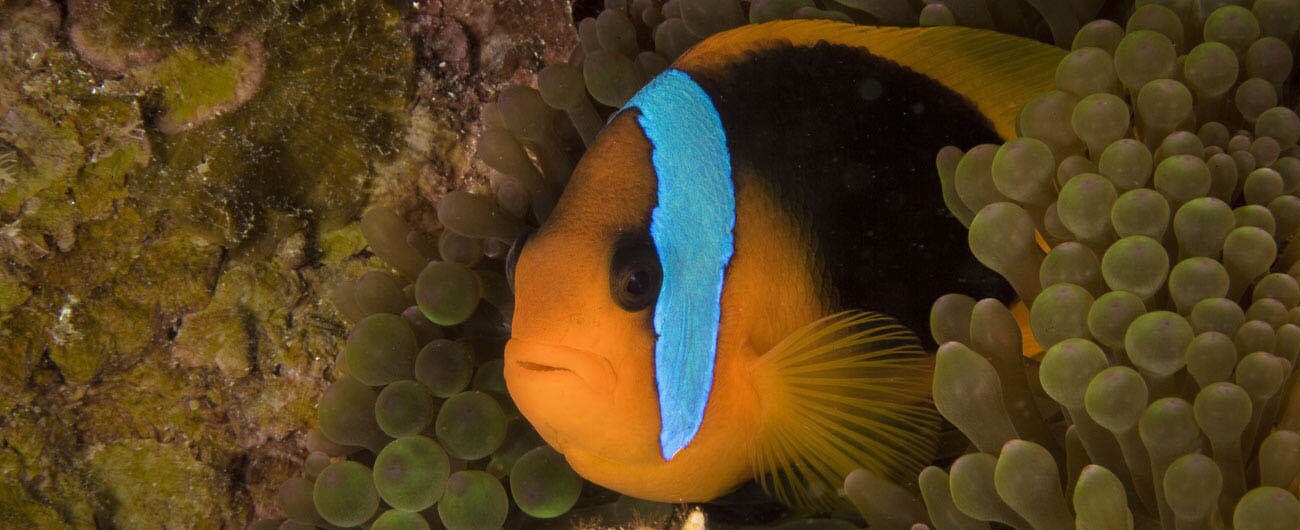 A clownfish peeks through some anemone.