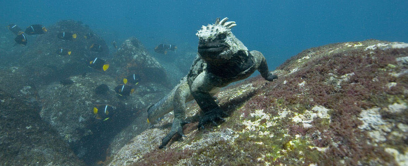This marine iguana stands watch on a rock.