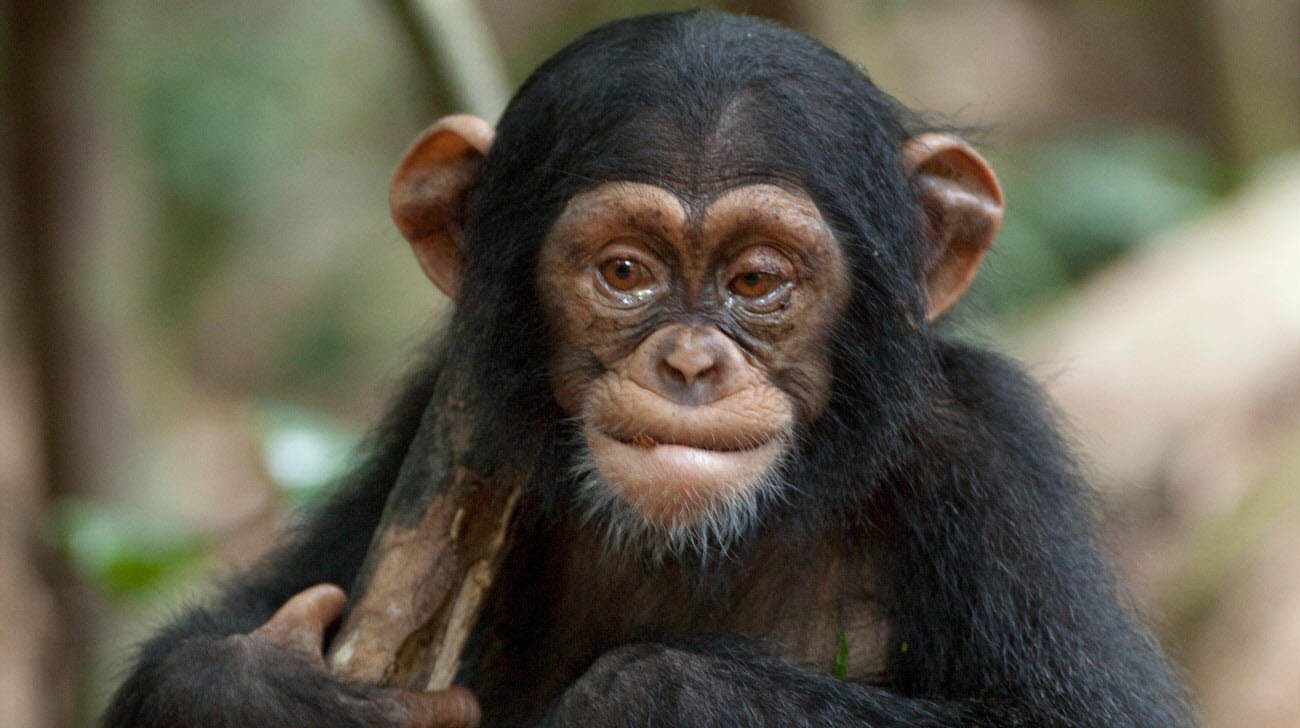 chimpanzee disneynature