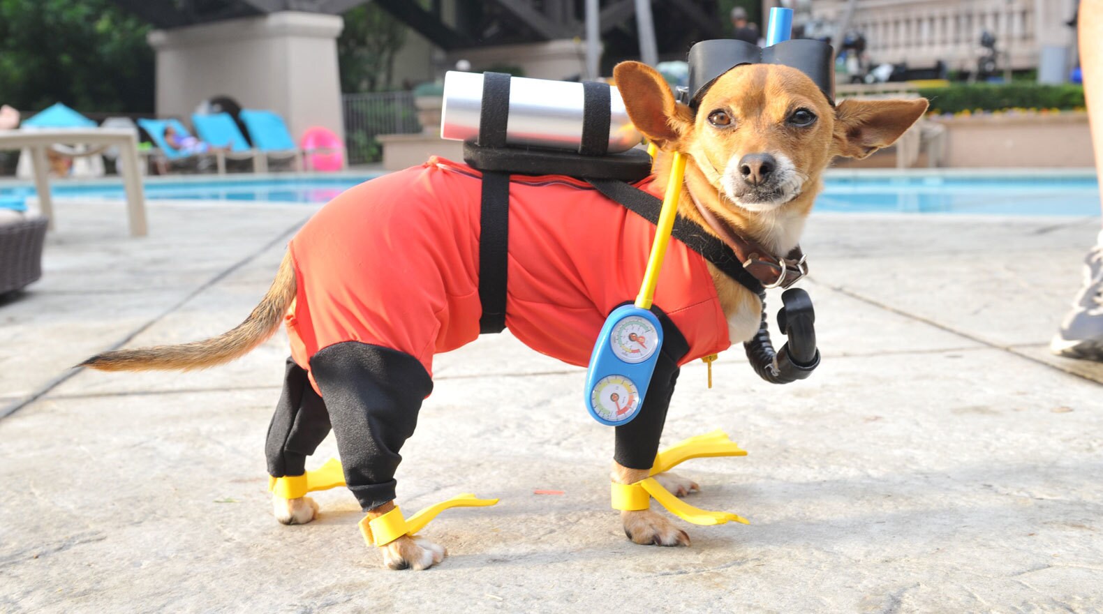 Papi the chihuahua dressed in scuba gear at the hotel swimming pool