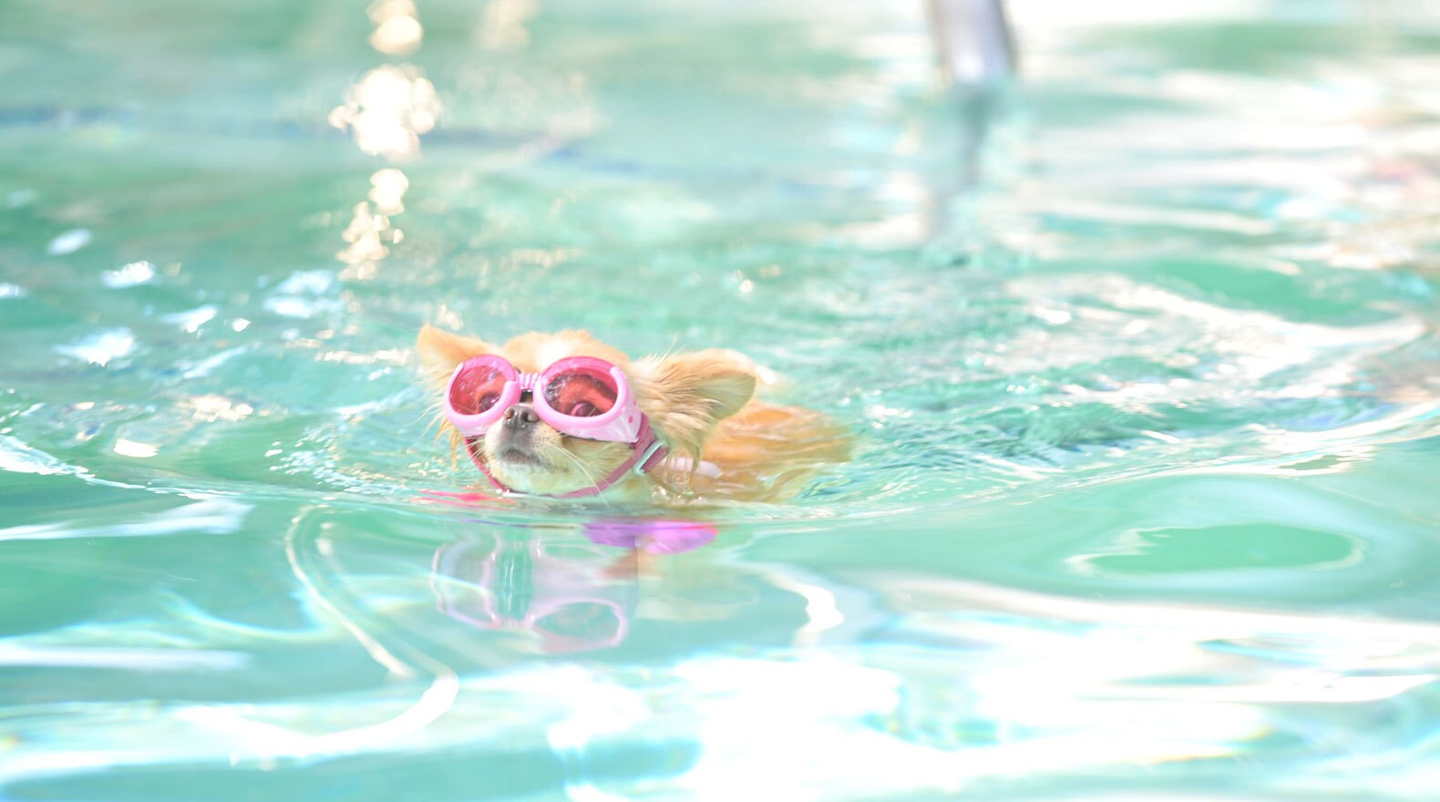 Rosa the chihuahua with goggles on swimming in the pool