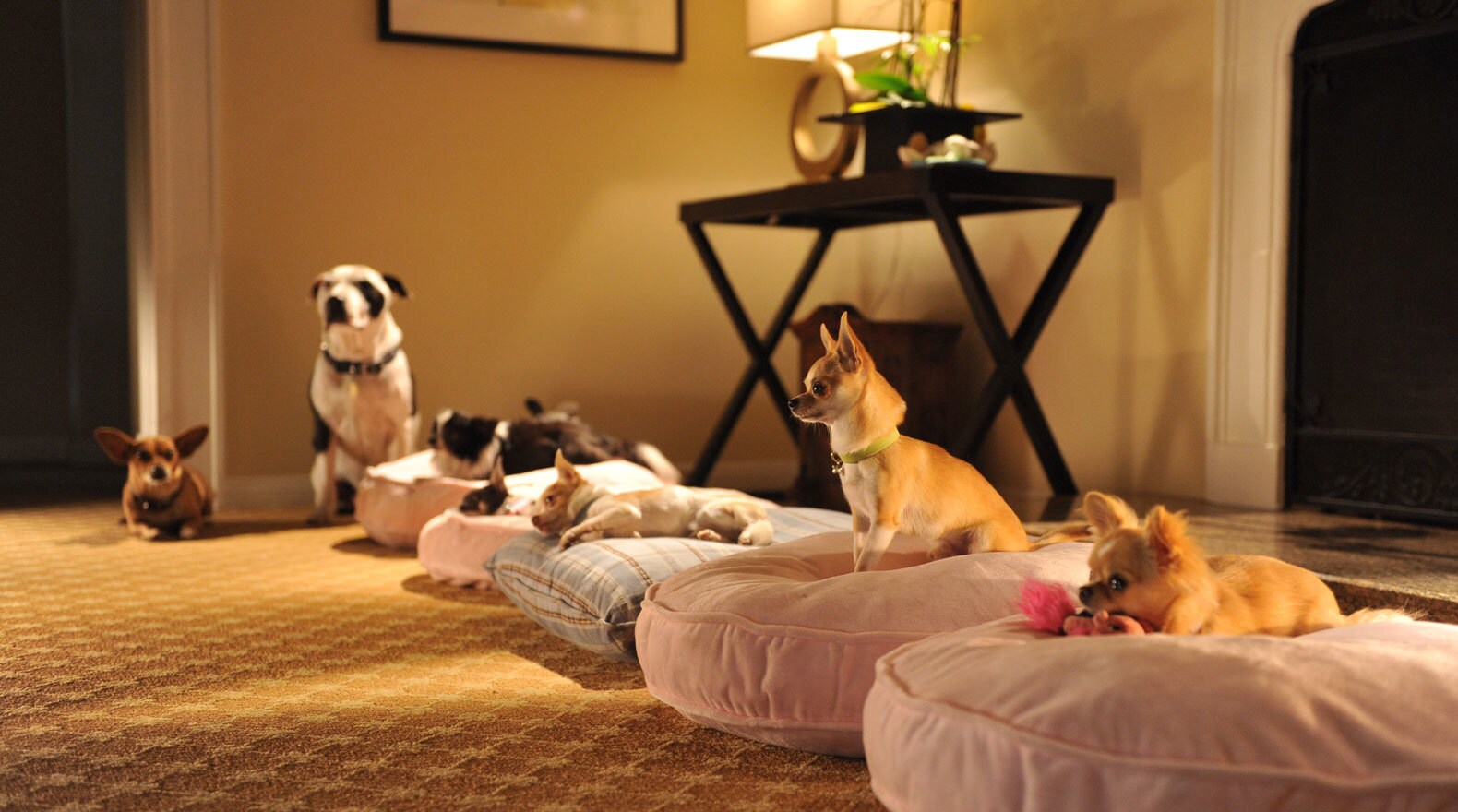 Seven dogs, some sitting on pillows, in a hotel room