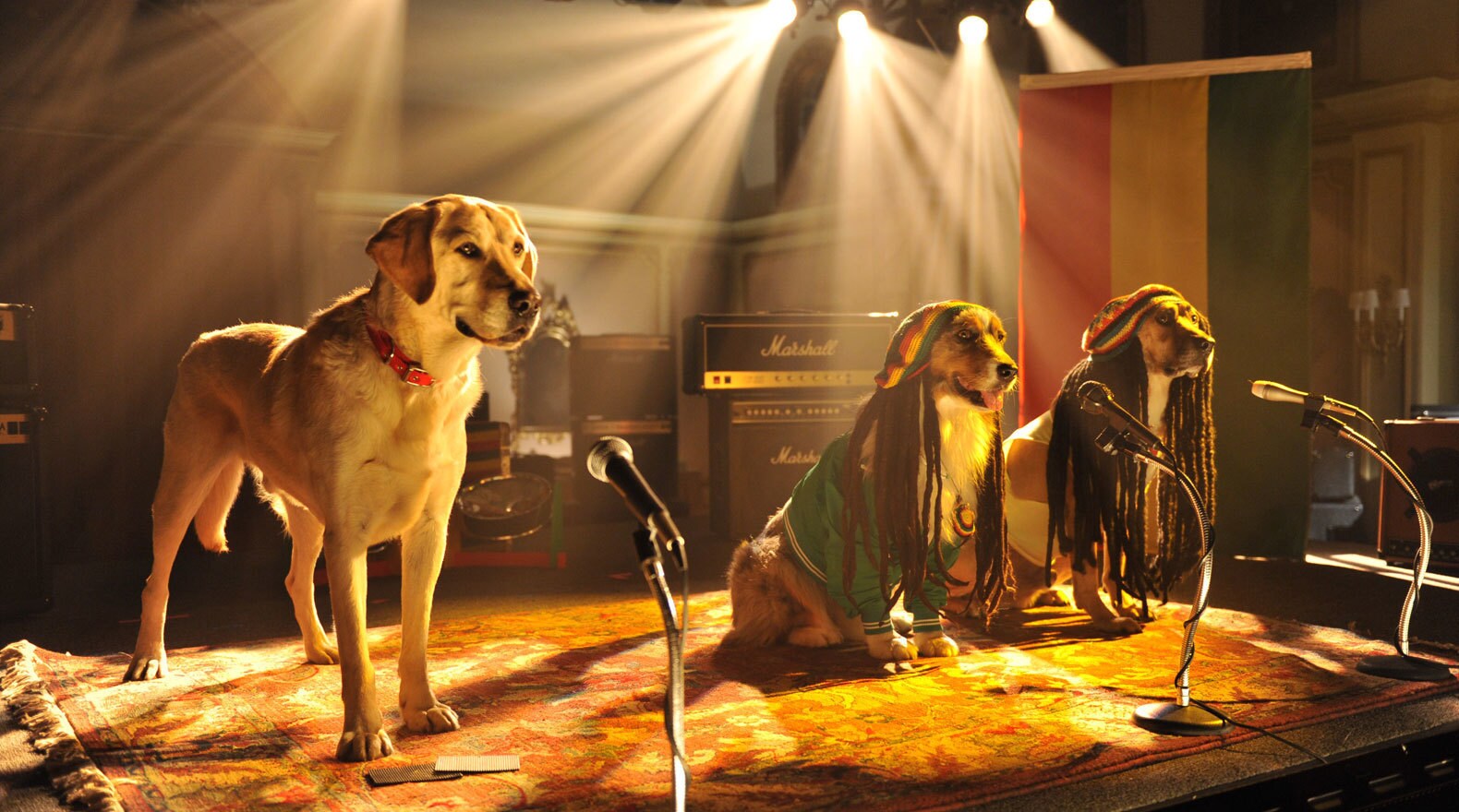Three dogs in a band auditioning on a stage in front of microphones