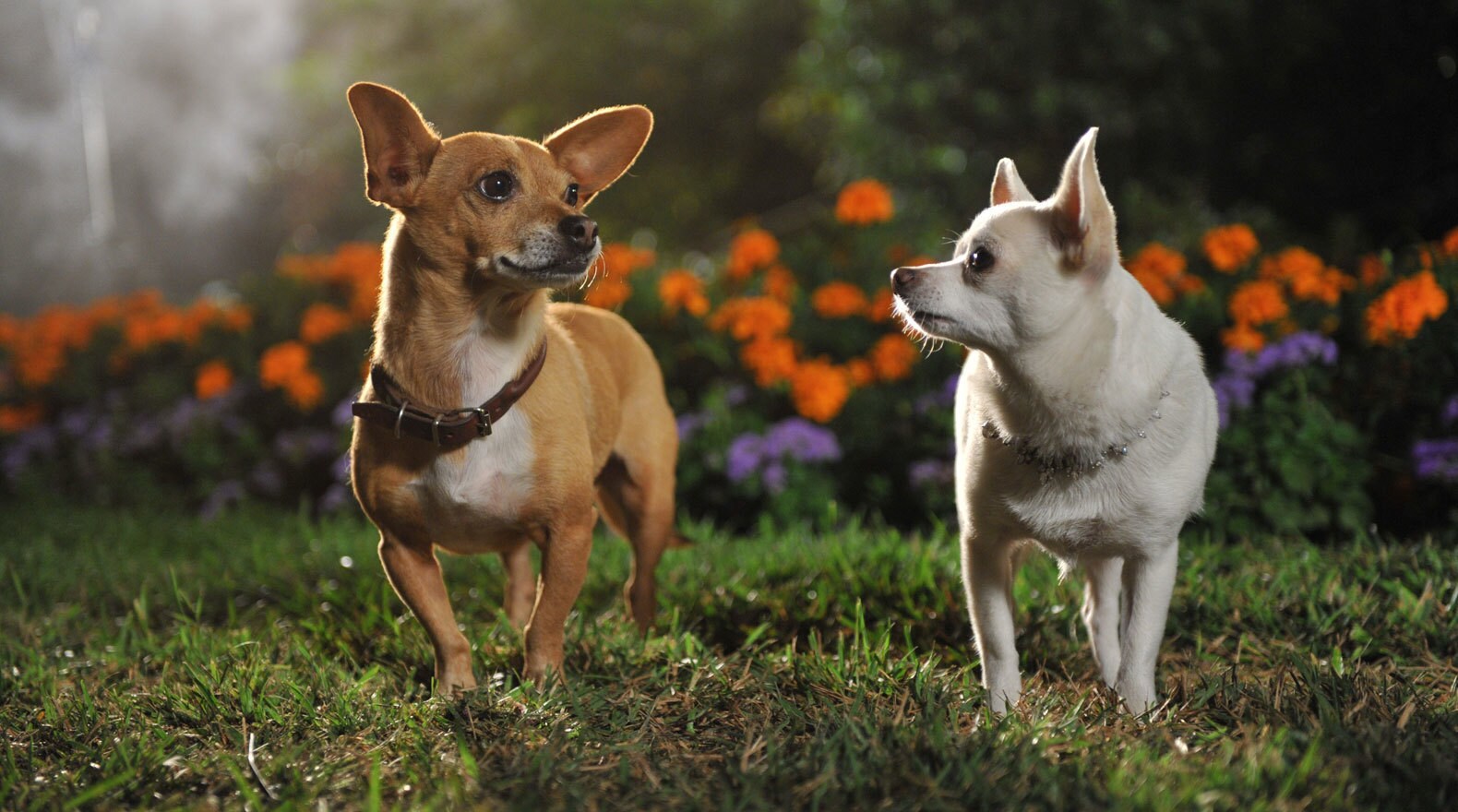 Chihuahuas Papi and Chloe take a walk through the garden