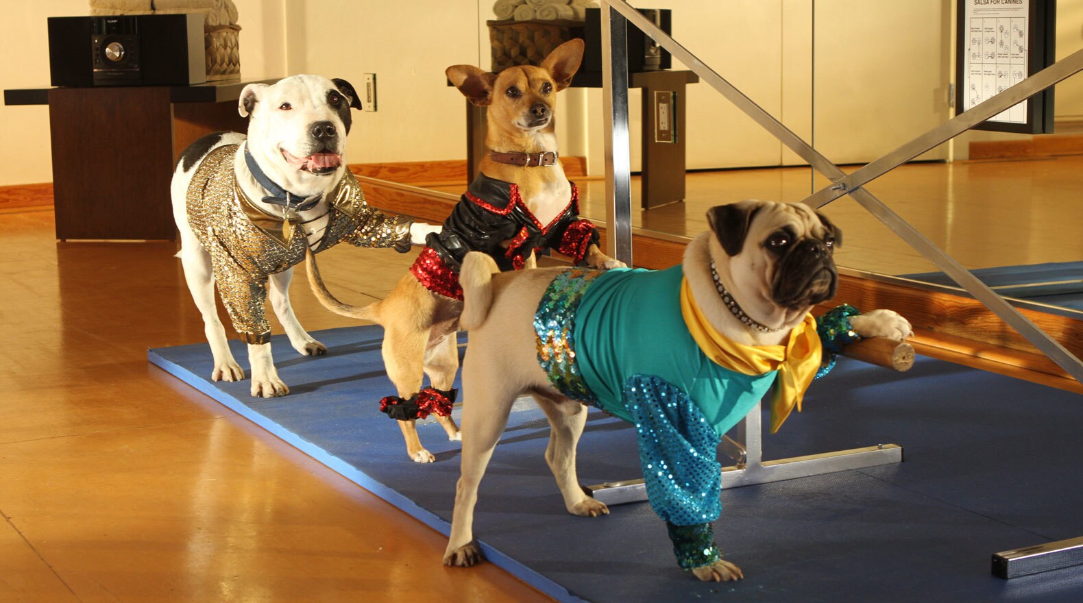 Three dogs dressed up for salsa lessons