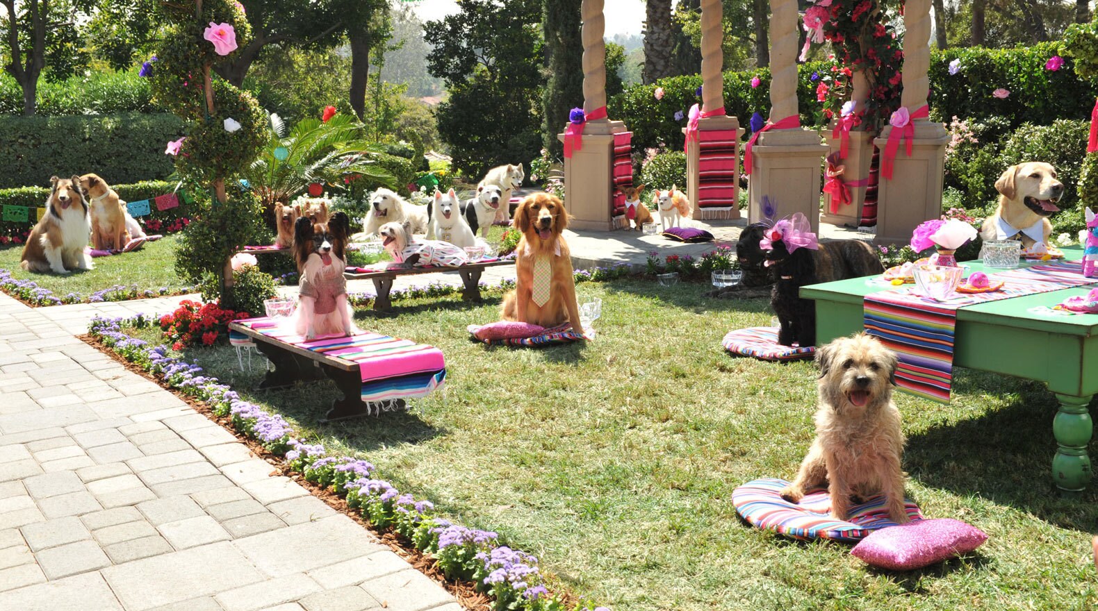 A bunch of dogs sitting outside on pillows, tables or grass waiting for a party to start