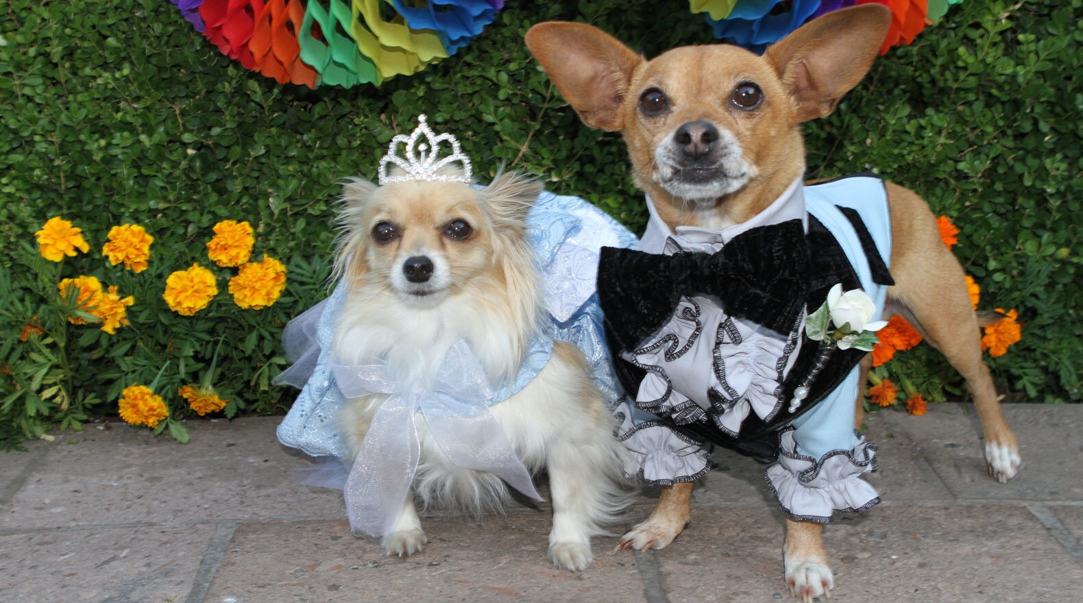 Two chihuahuas dressed up as bride and groom