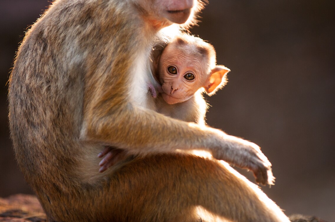 Monkey Kingdom (2015) - IMDb