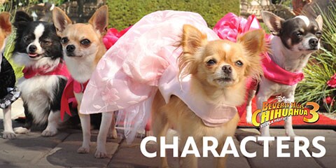 beverly hills chihuahua puppies