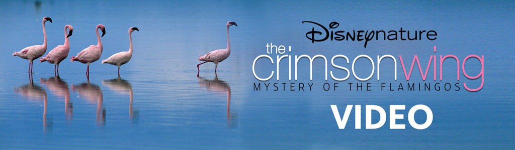 Video | The Crimson Wing: Mystery of the Flamingos | Disneynature